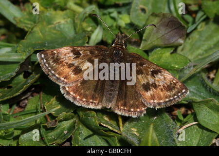 Schmuddeligen Skipper Butterfly Stockfoto