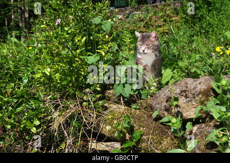 Tabby Katze im Garten Stockfoto