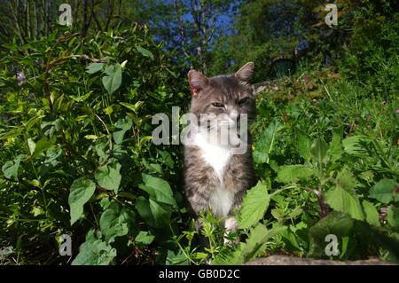 Tabby Katze im Garten Stockfoto