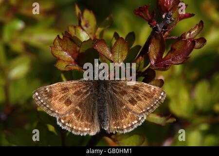 Schmuddeligen Skipper Butterfly Stockfoto
