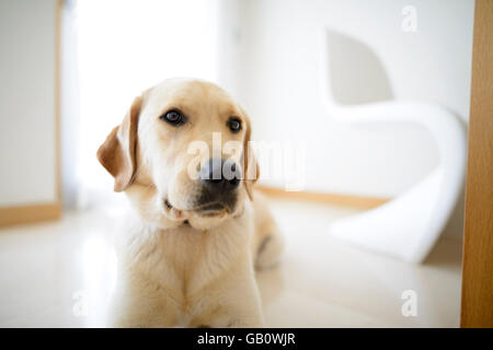 Niedlichen gelben Labrador Golden Retriever mix zu Hause hinlegen Stockfoto