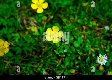 HAHNENFUß (BUTTERBLUME, RANUNCULUS) Stockfoto