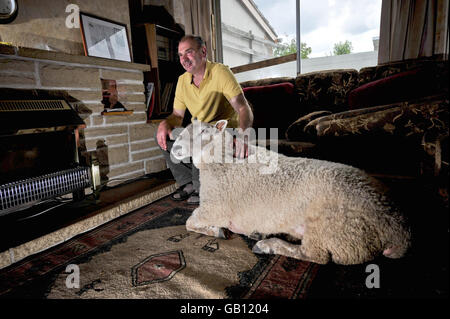 David Palmer mit dem dreijährigen North Country Chevrot Schaf Nick Boing, zu Hause in Cardiff, Wales. Stockfoto