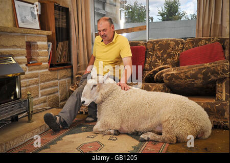 David Palmer mit dem dreijährigen North Country Chevrot Schaf Nick Boing, zu Hause in Cardiff, Wales. Stockfoto