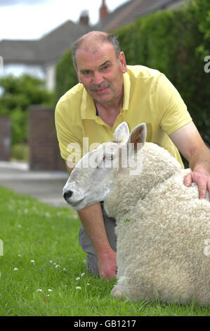 David Palmer mit dem dreijährigen North Country Chevrot Schaf Nick Boing, zu Hause in Cardiff, Wales. Stockfoto