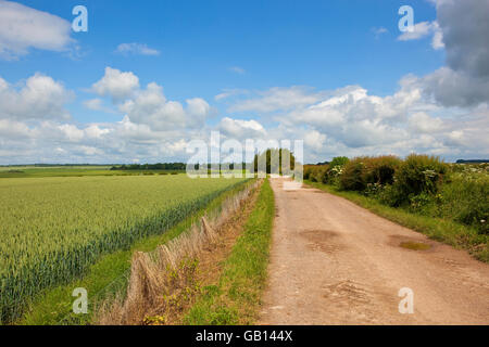 Eine kalkhaltige Feldweg und Maultierweg durch ein Weizenfeld mit Hecken und kleine Wäldchen auf den Yorkshire Wolds im Sommer. Stockfoto