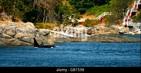 Orcas, Orcinus Orca in Campbell River. Vancouver Island. Britisch-Kolumbien. Kanada Stockfoto