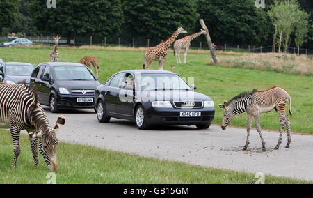 Eines der drei seltenen Zebra-Fohlen von Grevy geht über die Straße im Woburn Safari Park, Woburn, Bedforshire. Stockfoto