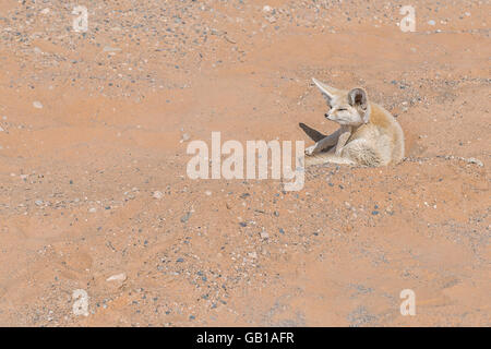 Fennec Fuchs in der Wüste Sahara. Stockfoto