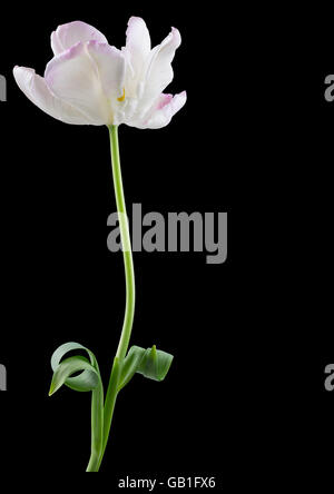 Zart rosa und weissen Papagei Tulpen blühen, Stamm und Blätter mit direktionale Licht, isoliert auf schwarz. Stockfoto