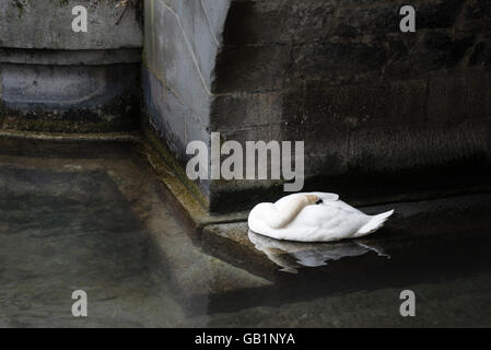 Ein weißer Schwan ist seinen Kopf in das Gefieder für Schlaf beim schweben auf dem Wasser unter den Bogen von einer steinernen Brücke Einstreu. Stockfoto