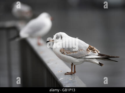 Junge Lachmöwe (Larus Ridibundus) sitzt auf einem Geländer am Zürichsee, Schweiz Stockfoto