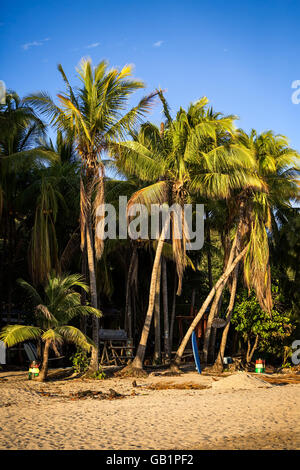 Palmen und Sandstrand an der Playa Samara Stockfoto