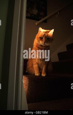 Wartende Katze Stockfoto