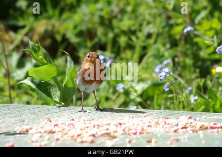 Robin am Gartentisch Stockfoto