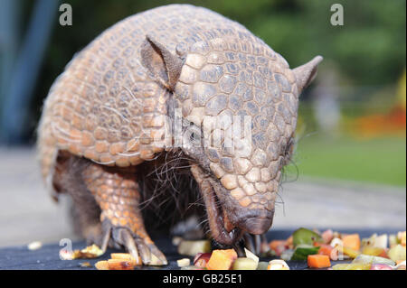 Archie das Gürteltier Stockfoto