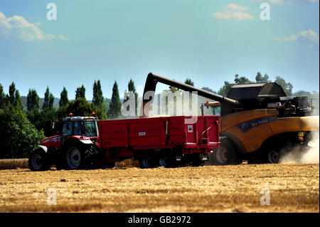 Lager. Ein Mähdrescher funktioniert in einem Weizenfeld, in der Nähe von Mountnessing in Essex. PRESSEVERBAND Foto. Bild Datum: Freitag... Stockfoto