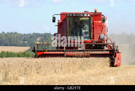 Lager. Ein Mähdrescher arbeitet in einem Weizenfeld, in der Nähe von Mountnessing, in Essex. DRÜCKEN Sie VERBANDSFOTO. Bilddatum: Freitag, 15. August 2008. Bildnachweis sollte lauten: Ian Nicholson/PA Stockfoto