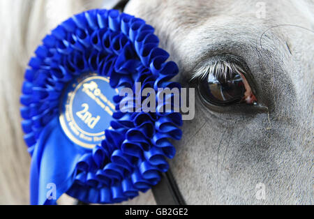 Die Failte Ireland Dublin Horse Show wird auf dem RDS Showgrounds veranstaltet. Die Show läuft vom 6-10. August und beinhaltet die Aga Khan Challenge Trophy am Freitagabend. Stockfoto