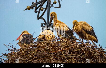 Vier europäische Weißstörche, drei Jungvögel und ein Erwachsener, Ciconia, stehend im Nest neben einem Kreuz auf der Spitze einer Kirche Stockfoto