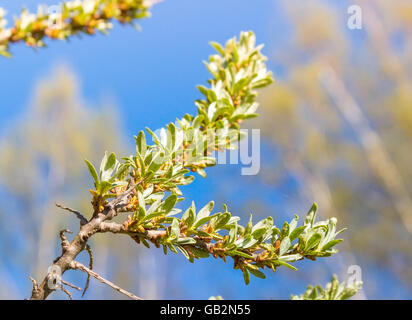 Junge Blätter der Sanddorn Stockfoto