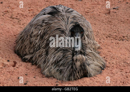 In der Outback-Ausstellung, einem Gebiet, in dem früher Eisbären beheimatet waren, befindet sich ein emu, das jetzt im Londoner Zoo in eine weitläufige australische Ebene umgewandelt wurde. Stockfoto