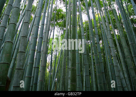 Bambuswald in Arashiyama Kyoto Japan Stockfoto