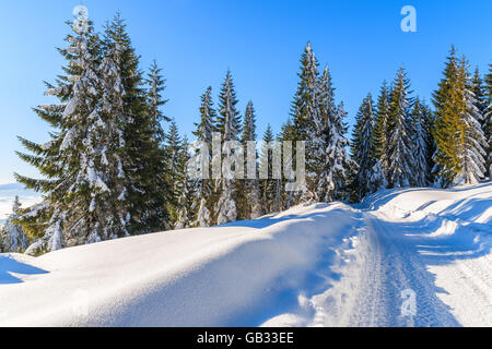 Winterwanderweg nach Neuschnee in Gorce Gebirge, Polen Stockfoto