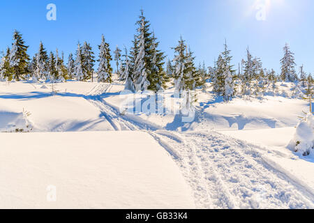 Winter Ski-Track im Neuschnee im Gorce Gebirge, Polen Stockfoto