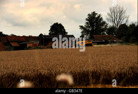 Stock: Ein Mähdrescher fährt an einem Heulager vorbei, während er ein Weizenfeld auf dem Lord Petre Anwesen in Ingatestone bearbeitete, Essex PRESS ASSOCIATION Photo. Bilddatum: Freitag, 29. August 2008. Bildnachweis sollte lauten: Ian Nicholson/PA Stockfoto