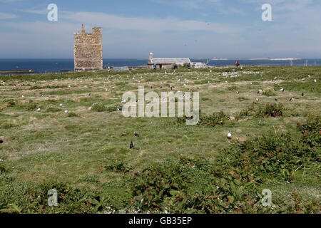 Ansicht der Farne Inseln, Northumberland, England, Vereinigtes Königreich Stockfoto