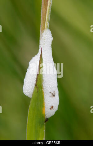 Blutzikade (Philaenus Spumarius) Insekt mit Schaum auf dem Rasen stammen, Norfolk, England, Vereinigtes Königreich Stockfoto