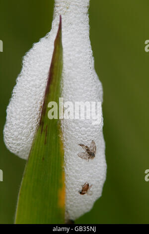 Blutzikade (Philaenus Spumarius) Insekt mit Schaum auf dem Rasen stammen, Norfolk, England, Vereinigtes Königreich Stockfoto