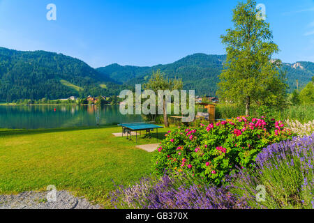 Lavendel Blumen auf dem grünen Rasen am Ufer des Weissensee Alpensee in Sommerlandschaft, Österreich Stockfoto