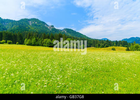 Grüne Wiese mit Sommerblumen in Alpen Berge, Weißensee, Österreich Stockfoto