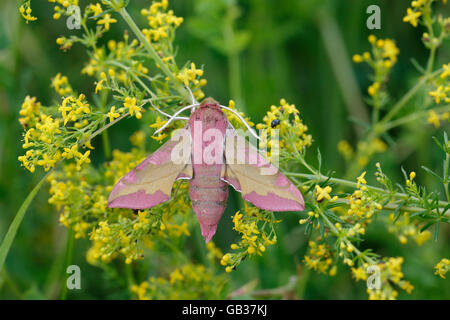 Kleine Elefanten Hawk Moth (Deilephila Porcellus) Erwachsene ruht auf Lady's Labkraut (Galium Verum) Blume, Bedfordshire, England Stockfoto