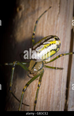 Gelbe und grüne erschreckend Orbweaver Obstgarten Spinne im Makro Nahaufnahme Stockfoto