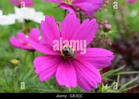Hummel auf der Mitte des Kosmos Magenta Blume Stockfoto