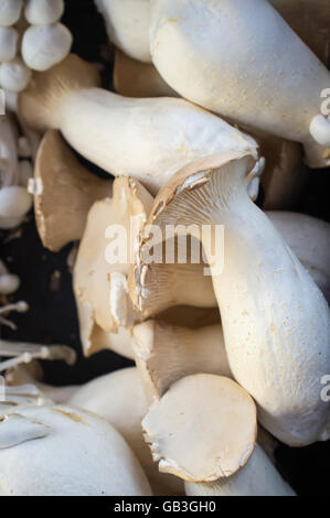 Closeup Haufen von Gourmet-Eryngii Pilze auf lokalen Farmers market Stockfoto