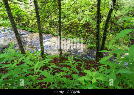 Ötschergräben, Fluss, Ötscherbach, Canyon, Naturpark Ötscher Tormäuer, Mostviertel, Niederösterreich, Österreich Stockfoto