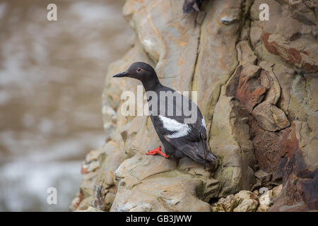 Taube Trottellummen (Cepphus columba), die auf das steinige Ufer thront. Santa Cruz, Kalifornien, USA Stockfoto