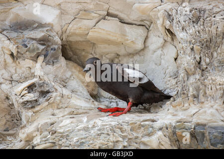 Taube Trottellummen (Cepphus columba), die auf das steinige Ufer gehockt Stockfoto