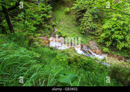 Ötschergräben, Fluss, Ötscherbach, Canyon, Naturpark Ötscher Tormäuer, Mostviertel, Niederösterreich, Österreich Stockfoto