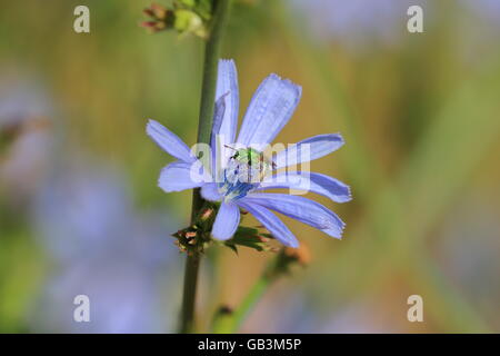 Metallischen Grün Biene, Agapostemon Stockfoto