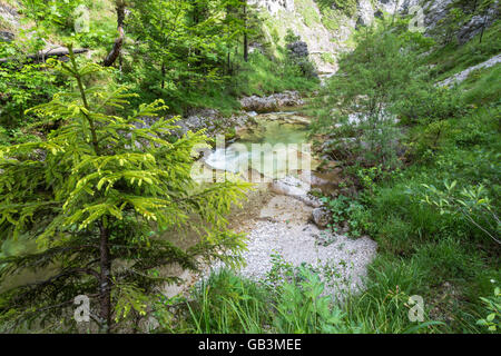 Ötschergräben, Fluss, Ötscherbach, Canyon, Naturpark Ötscher Tormäuer, Mostviertel, Niederösterreich, Österreich Stockfoto