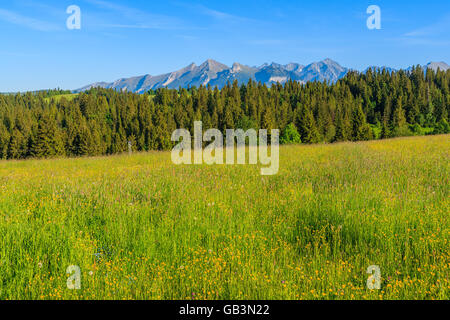 Gelbe Blumen auf der grünen Wiese mit Tatry Bielskie Bergen im Hintergrund, Polen Stockfoto
