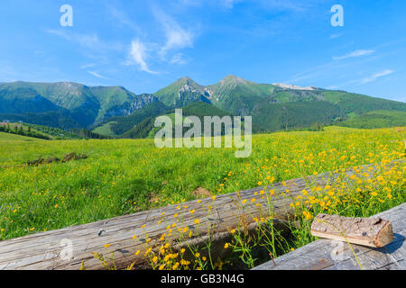 Holzscheite auf grüner Wiese mit blühenden Blumen im Sommerlandschaft der hohen Tatra, Slowakei Stockfoto