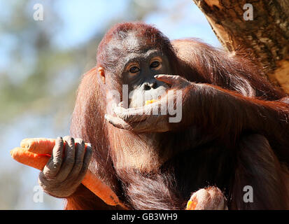 Weibliche Borneo Orang-Utan (Pongo Pygmaeus) Fütterung auf Karotten Stockfoto