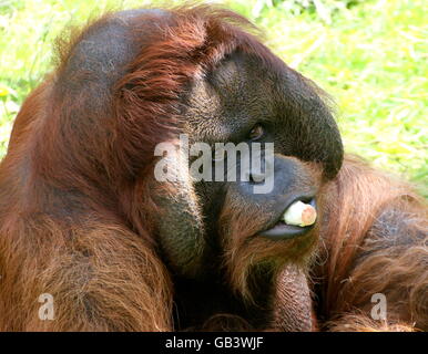 Gutmütige alpha männliche Bornean Orang-Utans (Pongo Pygmaeus) Essen Chicorees Stockfoto