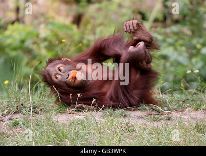 Spielerische männlichen Jugendlichen Bornean Orang-Utan (Pongo Pygmaeus) Rollen auf dem Rücken, eine Karotte zu essen Stockfoto